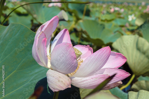 pink lotus flower