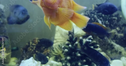 Close-up, funny yellow goldfish in aquarium, swims up and down. Beautiful bright orange Cichid Parrot with blue colorful fish flock. Slow motion 4k footage. Aquatic background. Tropical fish fauna photo