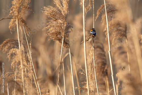 ptak w szacie godowej podróżniczek śpiewa nad brzegiem jeziora photo