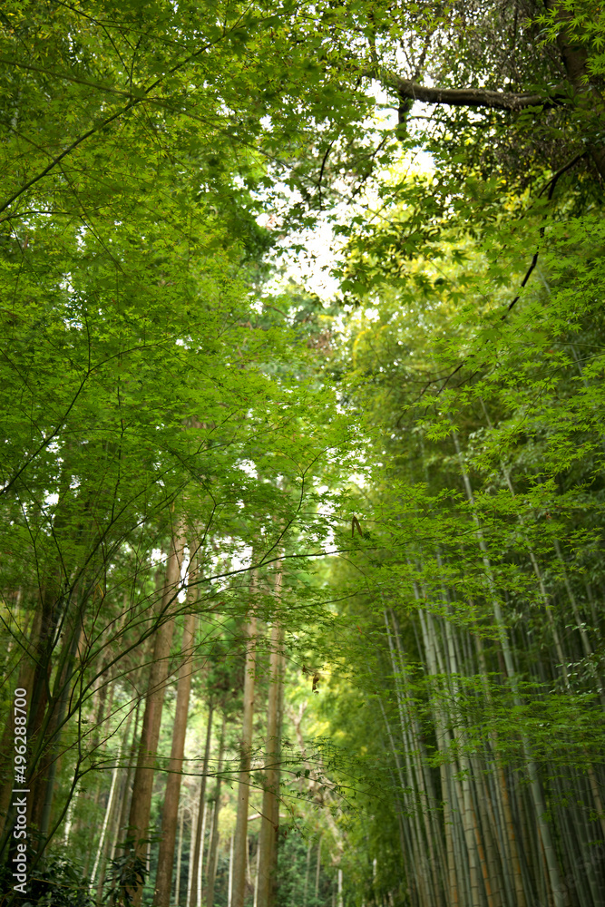 緑の竹藪の小道