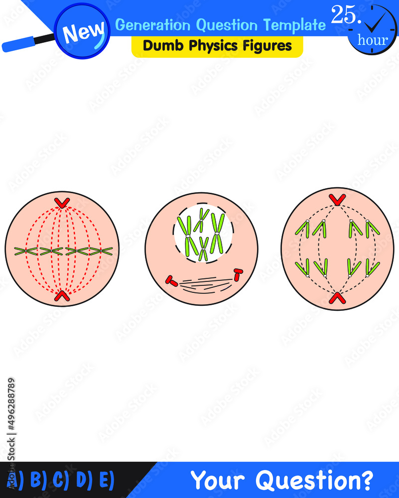 Biology, stages of mitosis and meiosis, next generation question