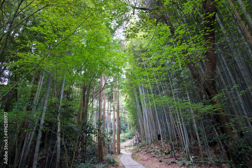日本の美しい竹藪の小道