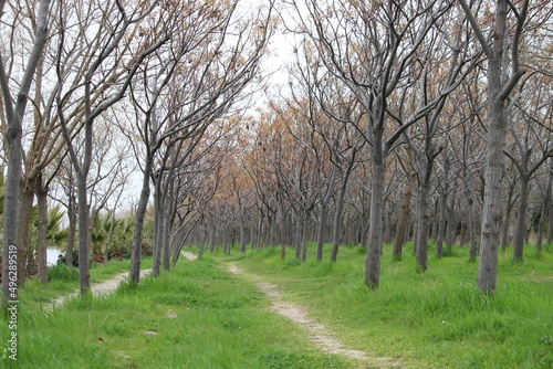 trees in the park