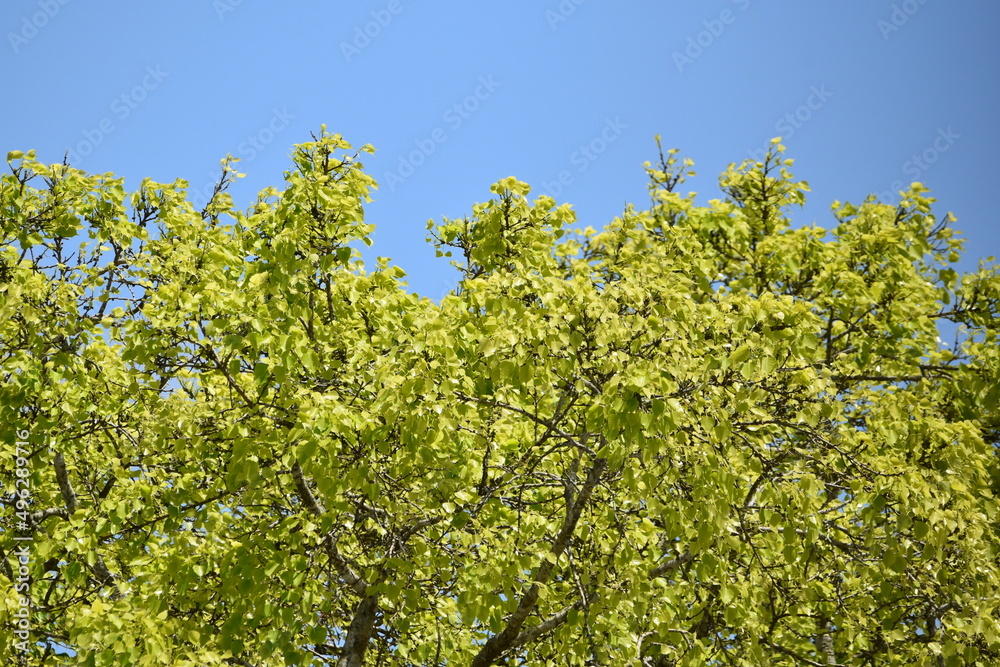 A Peepal tree on the compound of a Hindu Temple in Central Trinidad. This tree is sacred to Hinduism and is native to India. A Peepal tree on the compound of a Hindu Temple in Central Trinidad. This tree is sacred to Hinduism and is native to India.