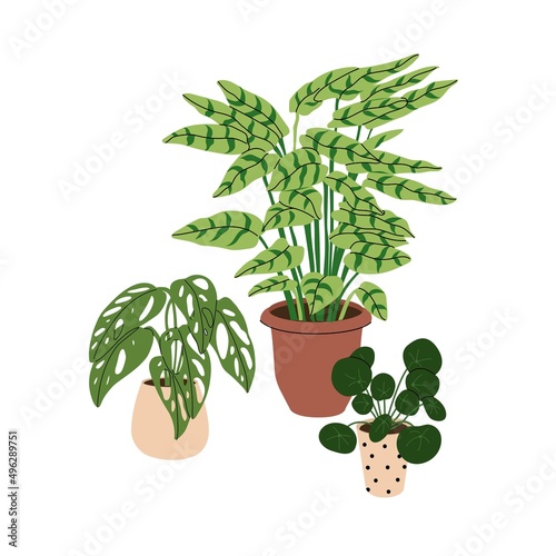 Collection home plants in the modern flowerpots. Beautiful composition with nature elements in the interior. Design for home and office. Hand drown. Flat style in vector illustration.