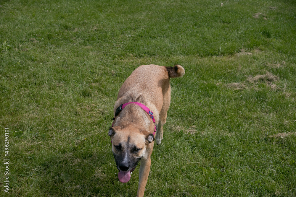 Dog running across the dog park Dog running across the dog park