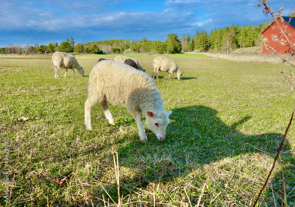 Fototapeta premium Happy sheep at an organic small farm in spring