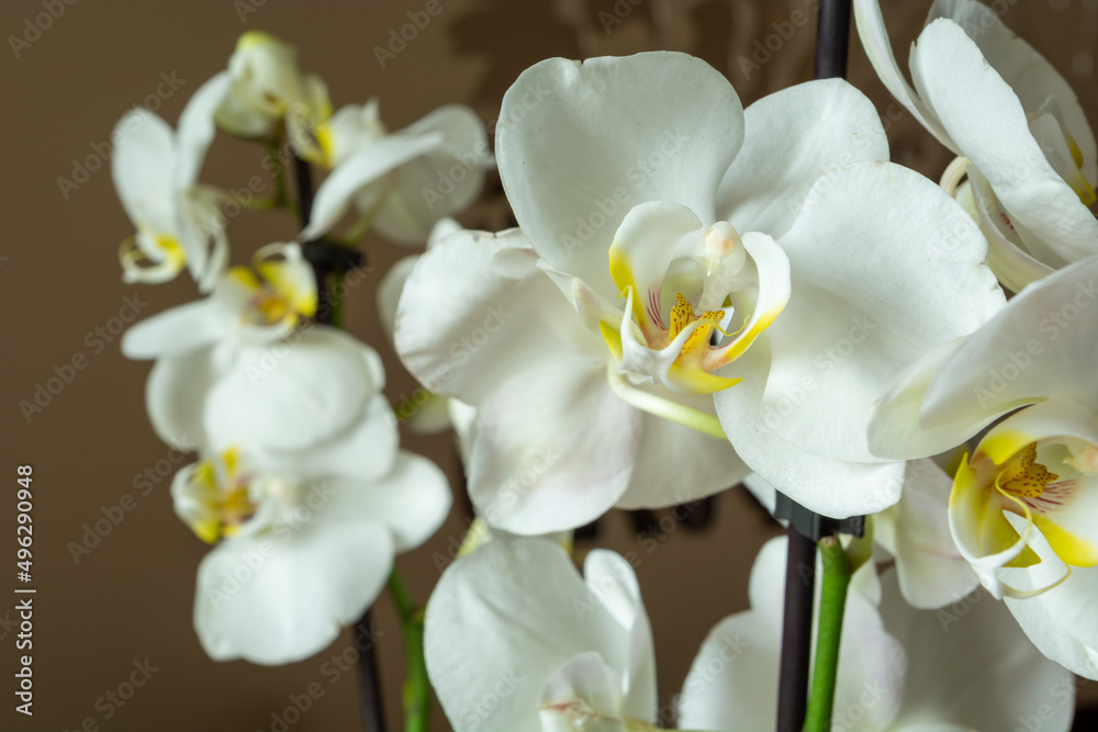 Obraz premium White flowers of a beautiful potted orchid