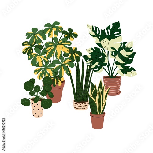 Collection home plants in the modern flowerpots. Beautiful composition with nature elements in the interior. Design for home and office. Hand drown. Flat style in vector illustration.