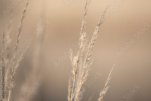 źdźbła trawy w porannym świetle photo
