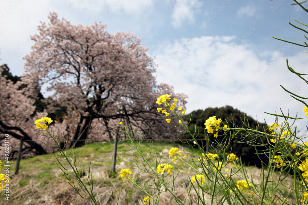 佐賀吉田の里100年桜と菜の花