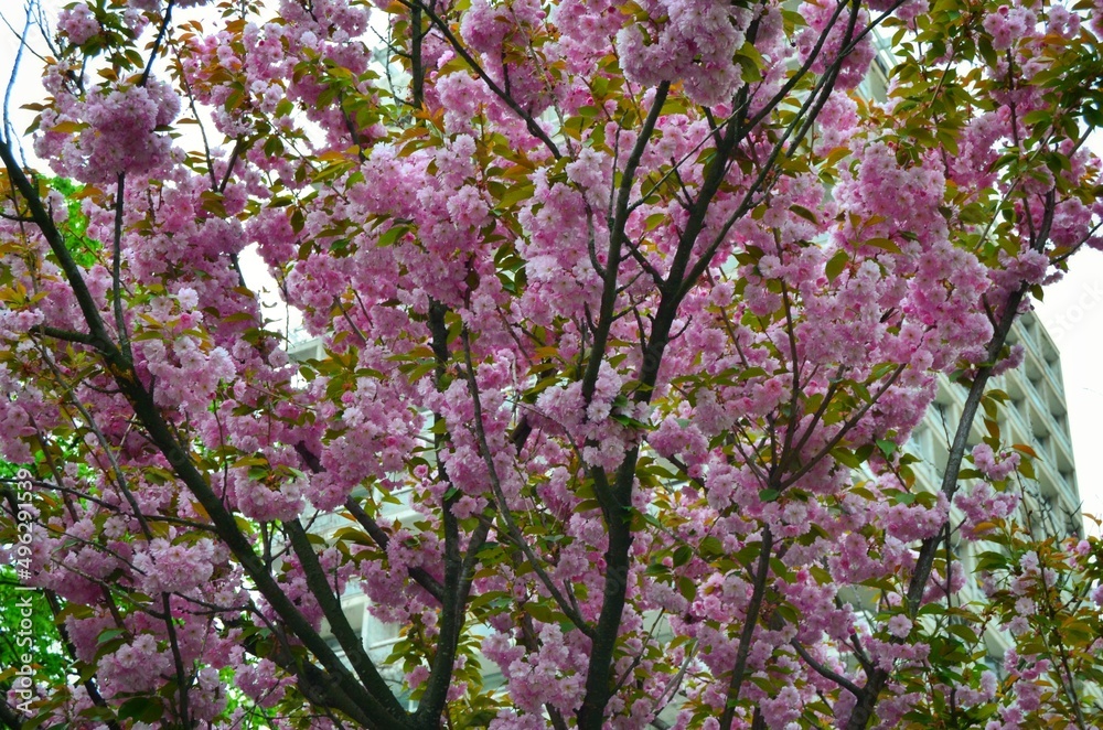 Pink cherry blossom in spring, sakura in the park Pink cherry blossom in spring, sakura in the park