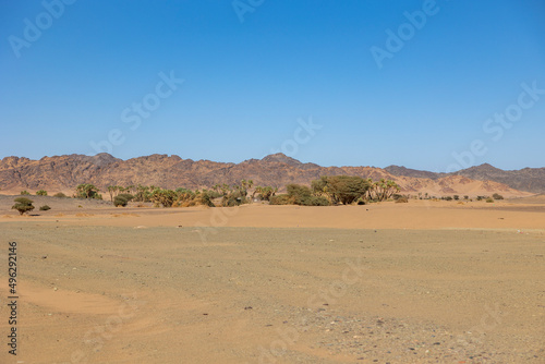 Palm trees in the Saudi Arabian desert near Huraymil, Al Madinah region. 