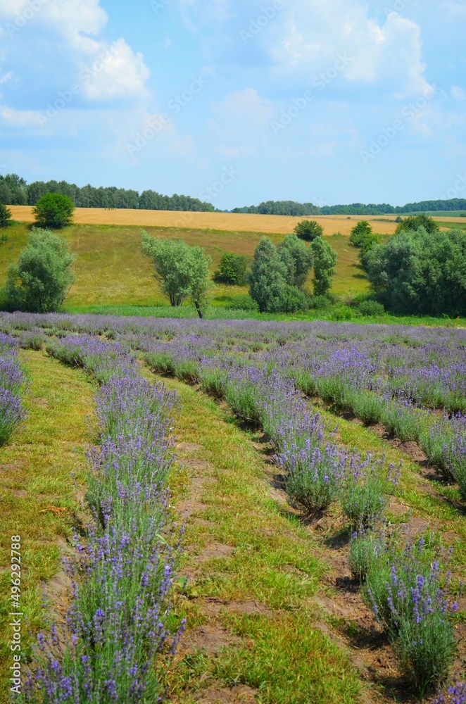Fototapeta premium Lavender field in Ukraine, landscape in the spring