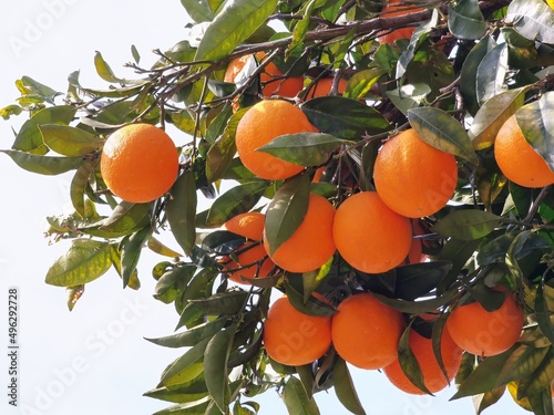 oranges fruits on the tree ripe green leaves blue sky