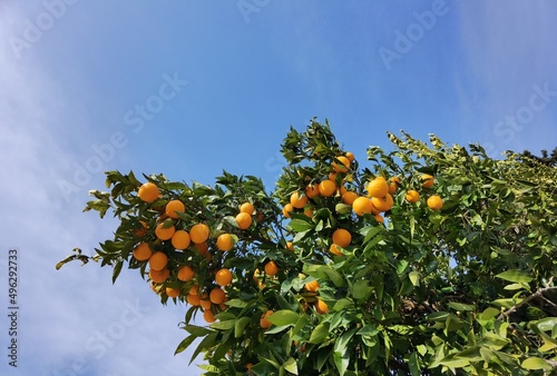oranges fruits on the tree ripe green leaves blue sky