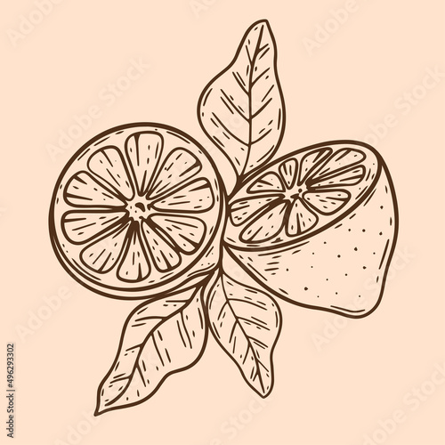 Composition cut lemon with leaves vintage. Citruses hand engraved. Fruit healthy organic food isolated vector illustration