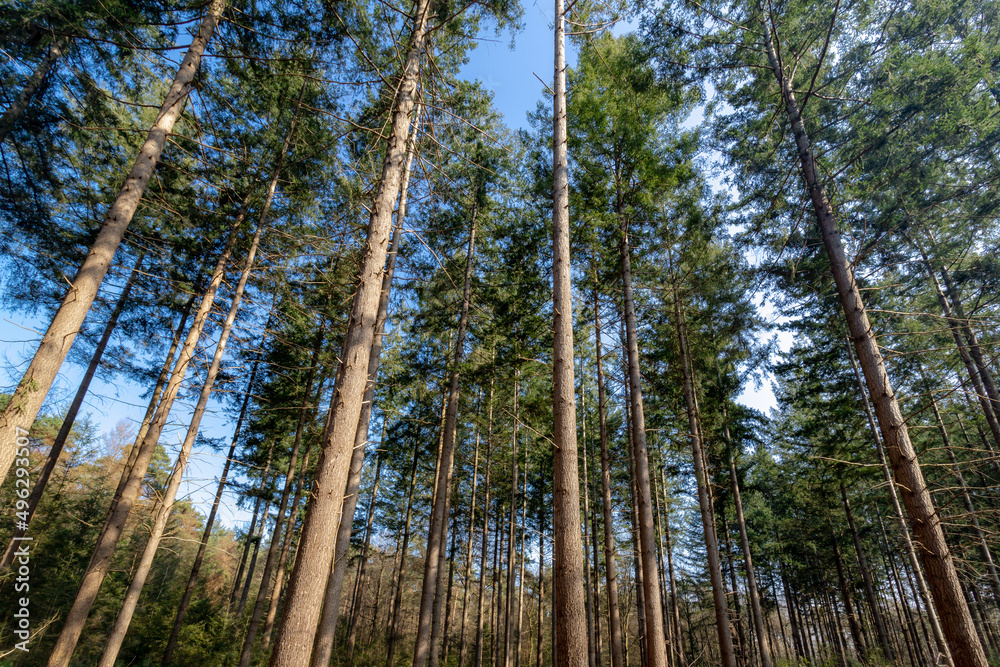 Selective focus of tree trunks in the forest with blue sky as backdrop, A pine is any conifer in the genus Pinus of the family Pinaceae, Nature pattern texture background.. Selective focus of tree trunks in the forest with blue sky as backdrop, A pine is any conifer in the genus Pinus of the family Pinaceae, Nature pattern texture background..