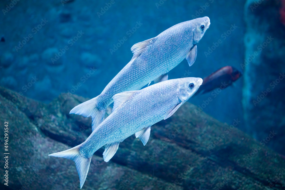 Two grayling fish swimming in water