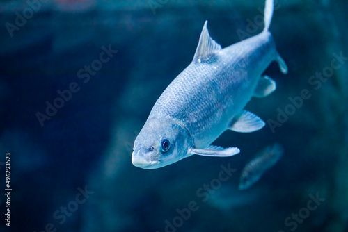 Grayling fish swimming in water