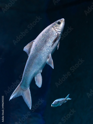 Two grayling fish swimming in water photo