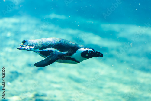 African penguin swimming in water