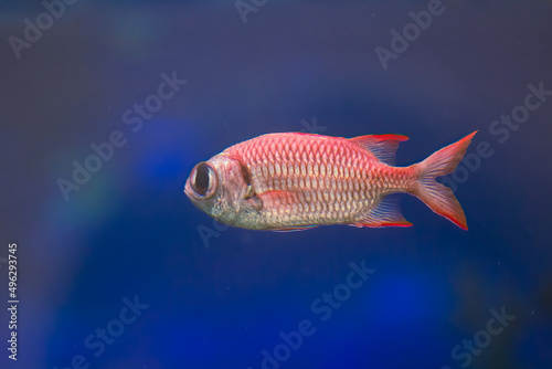 Pink soldierfish swimming in blue water