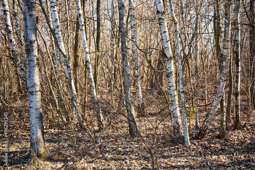 Fototapeta Naklejka Na Ścianę i Meble -  brzozowy las 
