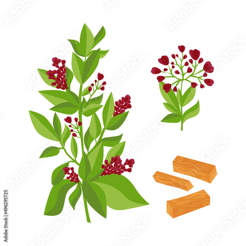 Sandalwood. Medicinal plant. Set.