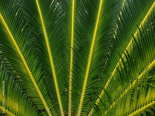 Sago palm  Cycas revoluta  leaf  green background