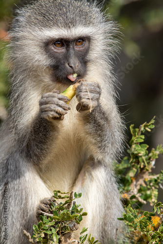 Vervet monkey eating a wild fruit  Addo Elephant National Park