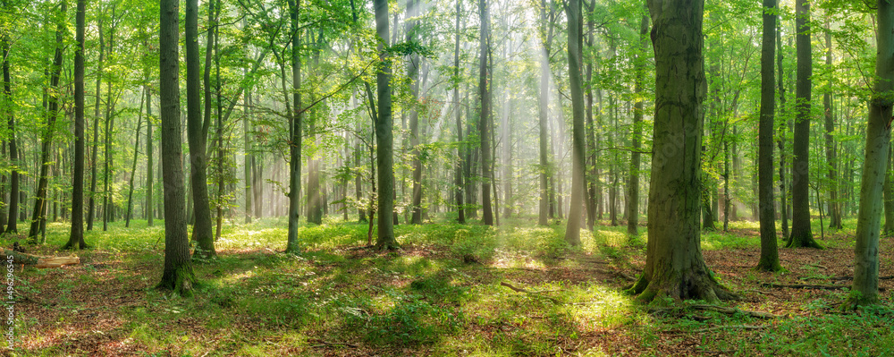 Fototapeta Panorama of Bright Natural Beech Forest with sunbeams through morning fog