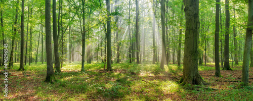Panorama of Bright Natural Beech Forest with sunbeams through morning fog
