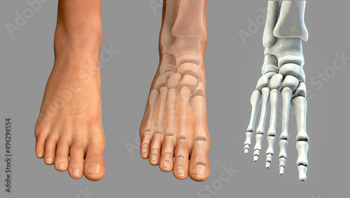 Human foot anatomy isolated on white background photo