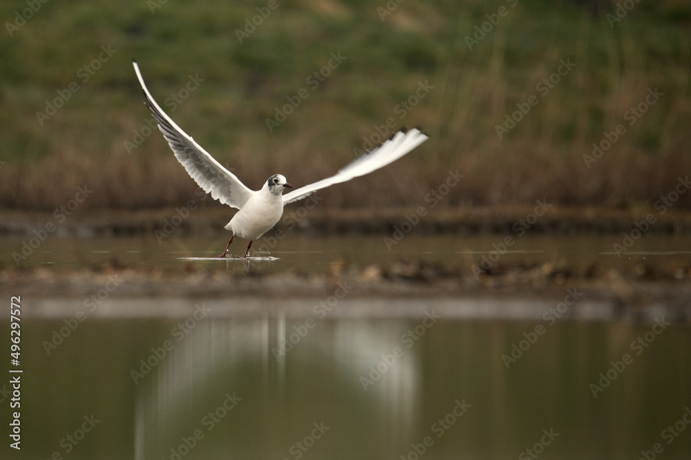 Lachmöwe (Chroicocephalus ridibundus) Lachmöwe (Chroicocephalus ridibundus)