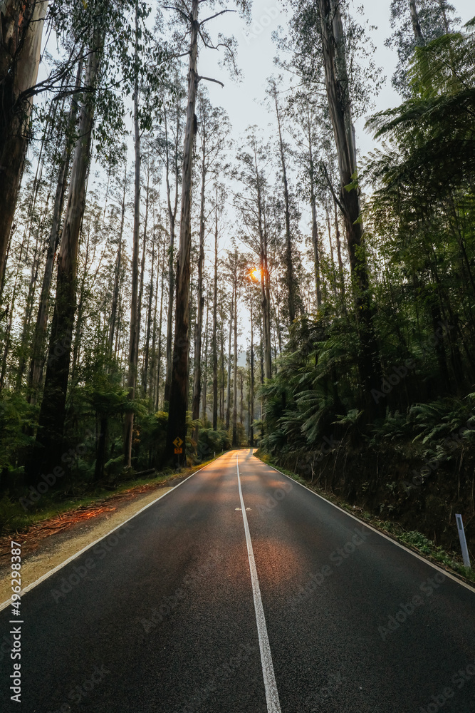 The Black Spur near Narbethong in Australia The Black Spur near Narbethong in Australia