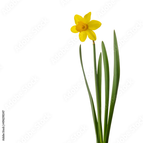 Yellow narcissus flower with green leaves isolated on white background, copy space clipping path