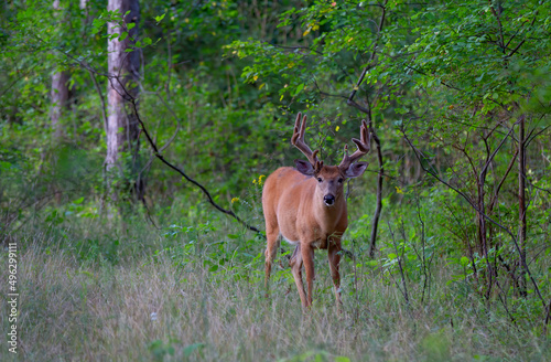 White-tailed deer buck in the early morning light with velvet antlers walking through a meadow in the spring in Canada