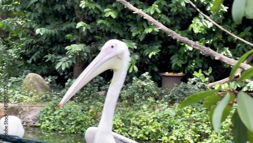 Cinematic handheld shot featuring great white pelican, pelecanus onocrotalus with its long neck and bill reating at the shore of little manmade pond at Singapore safari zoo, mandai wildlife reserves. photo