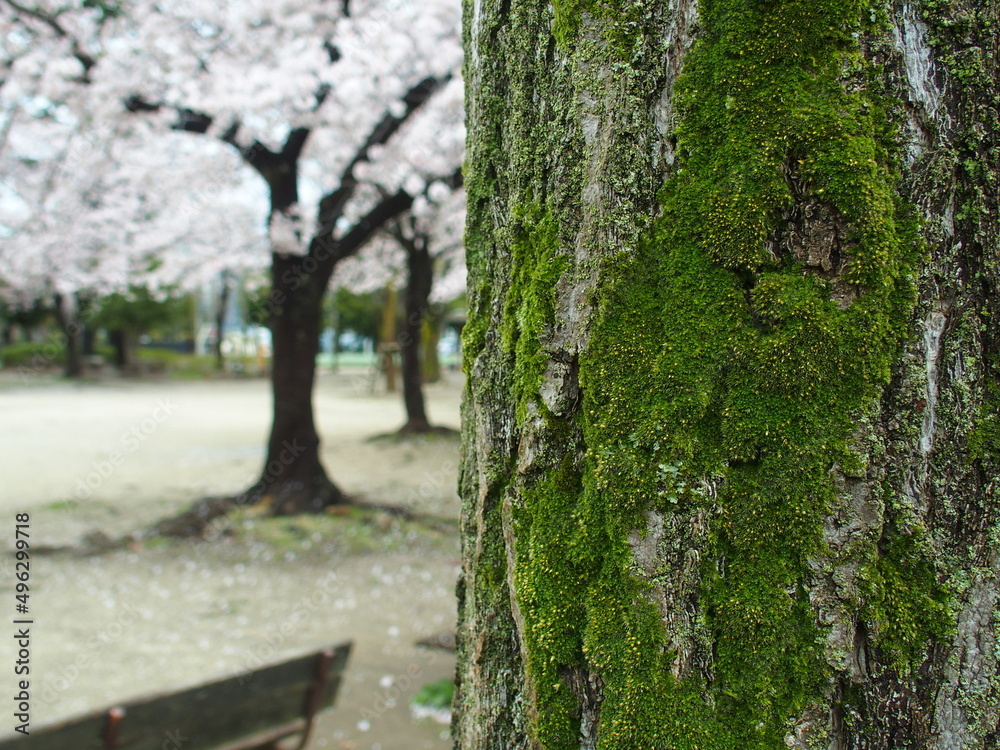 桜の満開の公園の苔の生える銀杏の幹