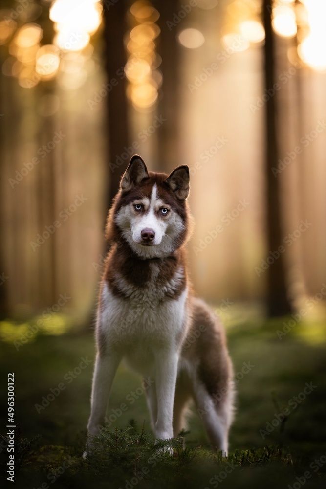 portrait of a dog husky