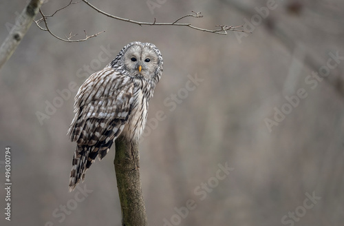 Ural owl ( Strix uralensis ) close up