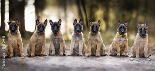 Canvas Print puppies in the wood