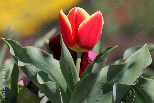 red and yellow tulips