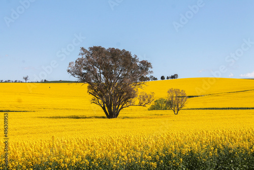 rapeseed field