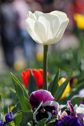purple and white tulips
