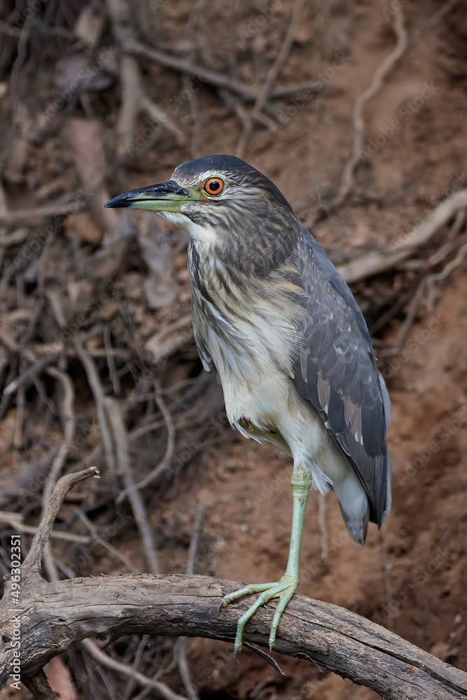 Black-crowned night heron (Nycticorax nycticorax) Black-crowned night heron (Nycticorax nycticorax)