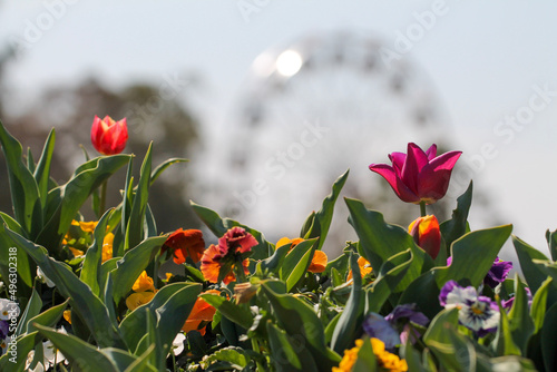 tulips in the garden