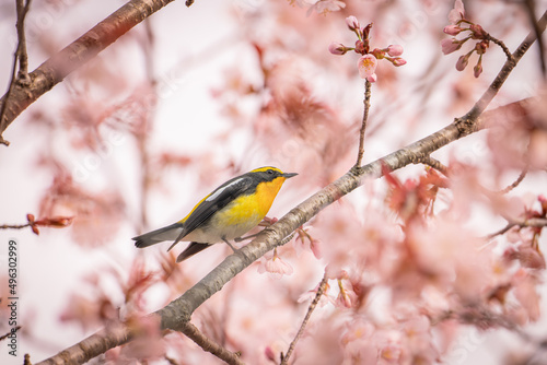 北海道の5月、山桜とキビタキ。

