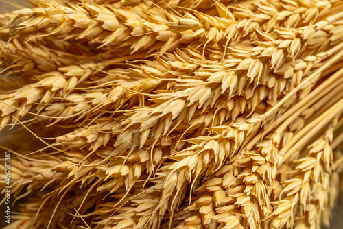 Wheat spikelets close-up. Natural background of grain culture. Concept of agricultural industry, harvest, farming